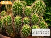1.4 給植物畫張“像” 課件  科學教科版（2024）一年級上冊第一單元