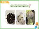 1.5 植物的變化 課件 科學(xué)教科版一年級上冊第一單元