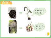1.5 植物的變化 課件 科學(xué)教科版一年級上冊第一單元