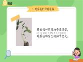 1.5 植物的變化 課件 科學(xué)教科版一年級上冊第一單元