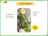 1.5 植物的變化 課件 科學(xué)教科版一年級上冊第一單元