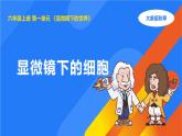 2025年秋大象版六年級科學上冊 1.1顯微鏡下的細胞(課件)