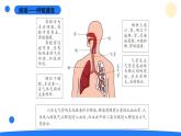 2025年秋大象版四年級科學上冊 4.2我們的呼吸器官(課件)