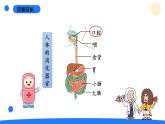 2025年秋大象版四年級科學上冊 5.2口腔“歷險記”(課件)