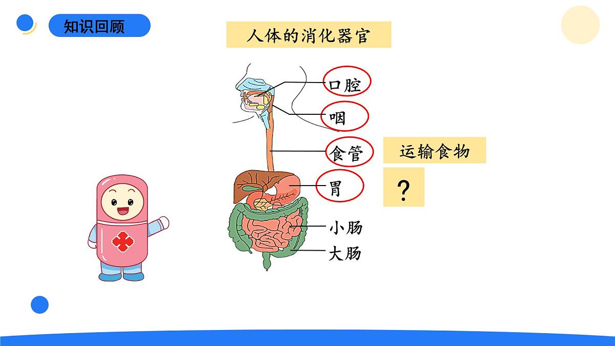 2025年秋大象版四年级科学上册 5.3胃中“奇遇记”(课件)第2页