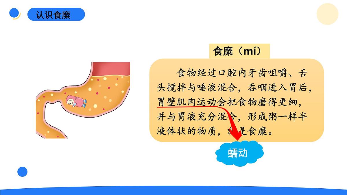 2025年秋大象版四年级科学上册 5.3胃中“奇遇记”(课件)第8页