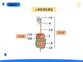 2025年秋大象版四年級(jí)科學(xué)上冊(cè) 5.5保護(hù)消化器官(課件)