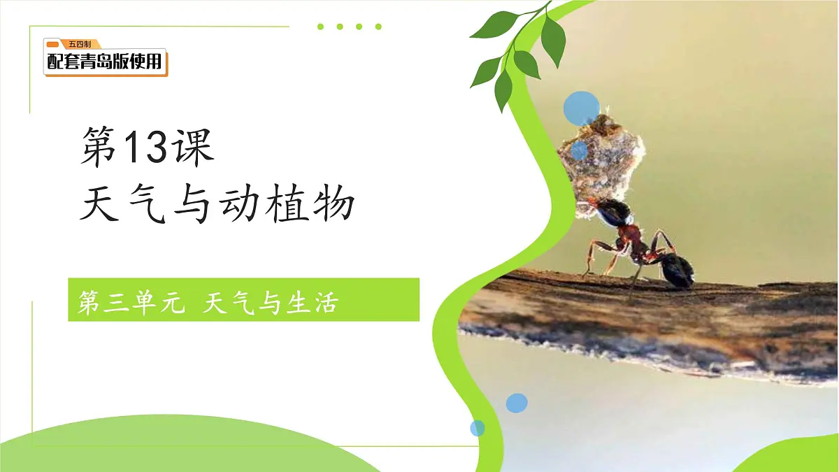 第13课 天气与动植物 课件 小学科学青岛版五四制（2024）一年级下册第三单元第1页