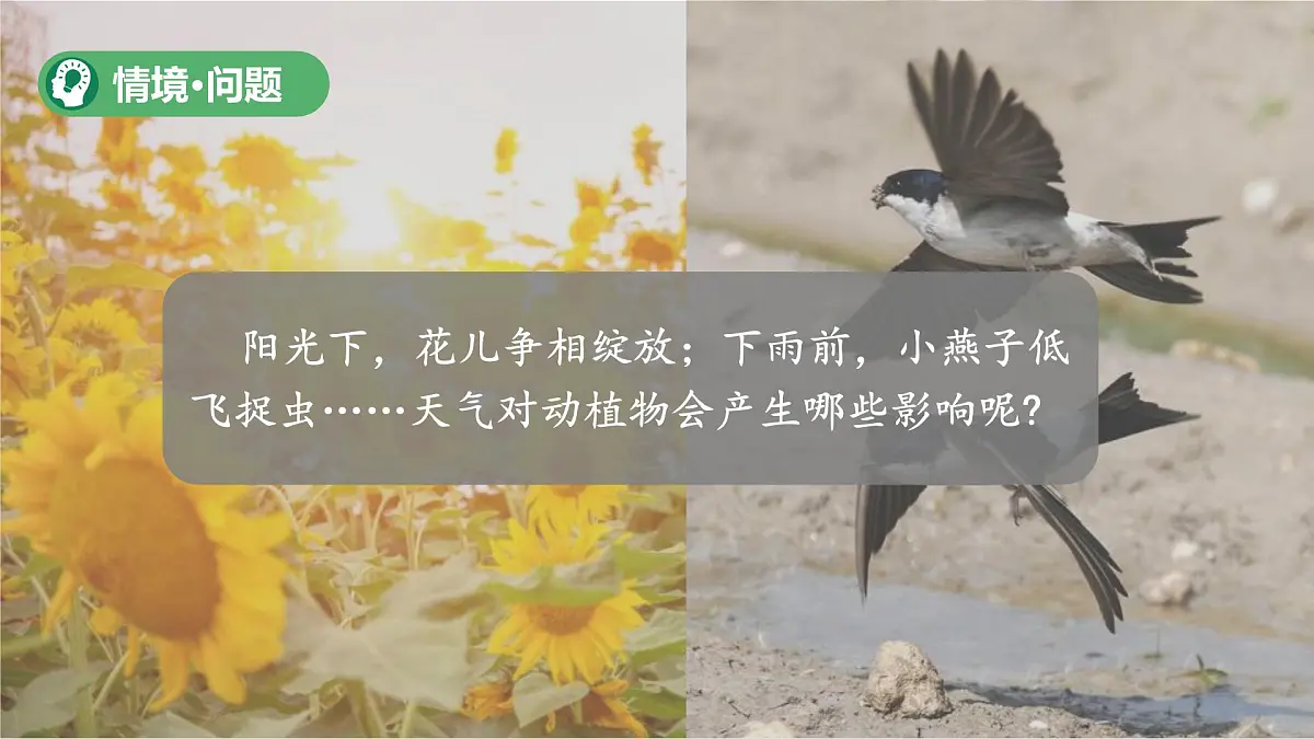 第13课 天气与动植物 课件 小学科学青岛版五四制（2024）一年级下册第三单元第2页