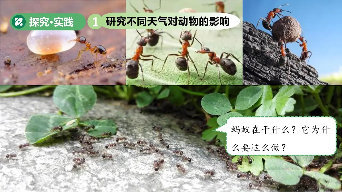 第13课 天气与动植物 课件 小学科学青岛版五四制（2024）一年级下册第三单元第3页