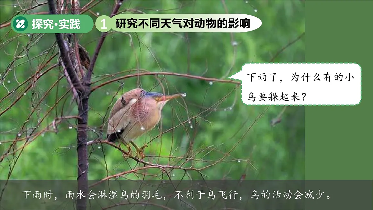 第13课 天气与动植物 课件 小学科学青岛版五四制（2024）一年级下册第三单元第4页