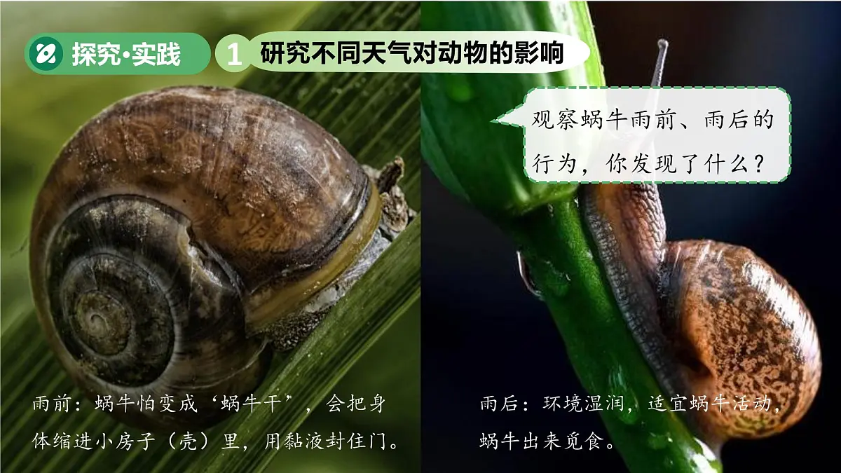 第13课 天气与动植物 课件 小学科学青岛版五四制（2024）一年级下册第三单元第5页