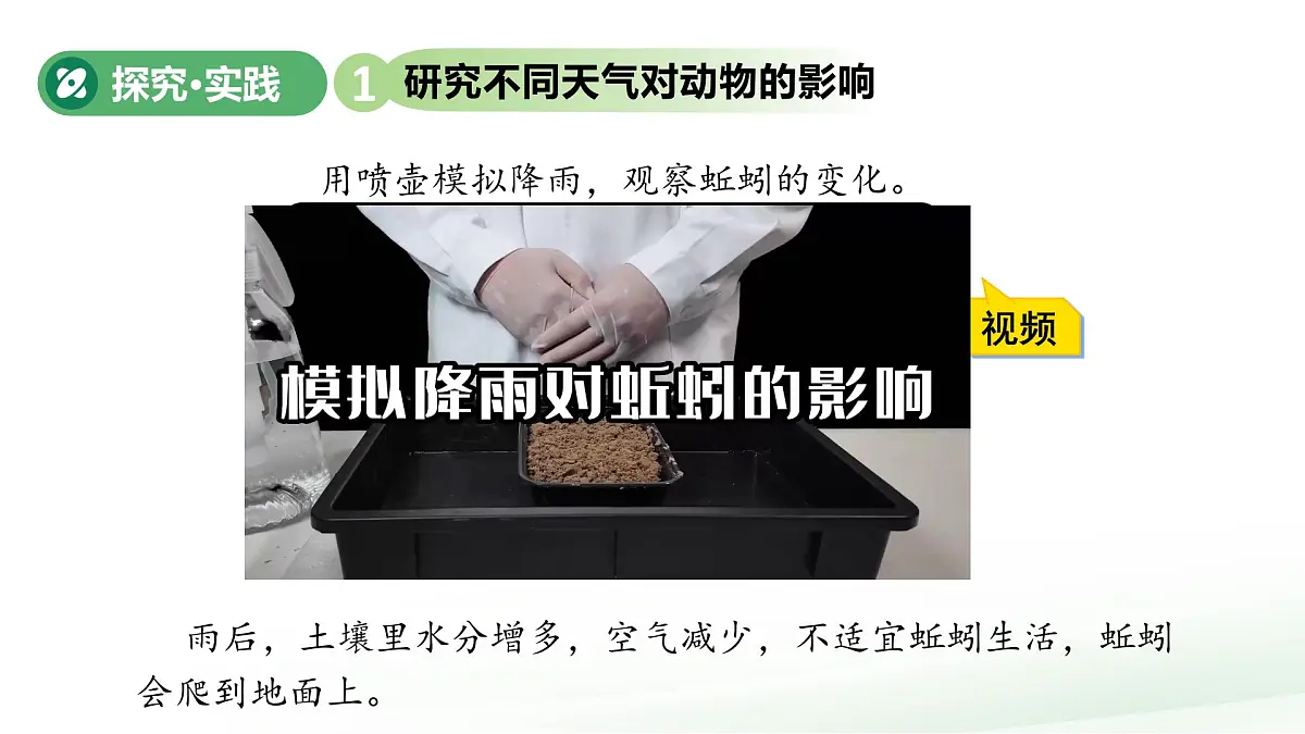 第13课 天气与动植物 课件 小学科学青岛版五四制（2024）一年级下册第三单元第6页