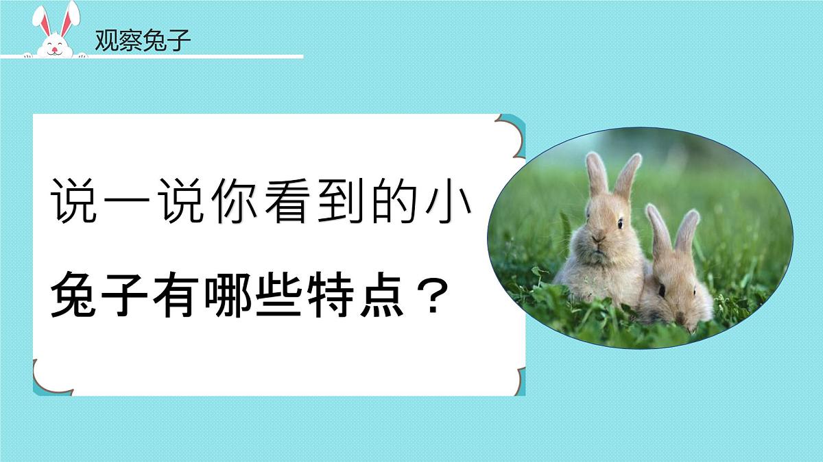 2025年秋大象版一年级科学上册 1 观察兔子（课件）第5页