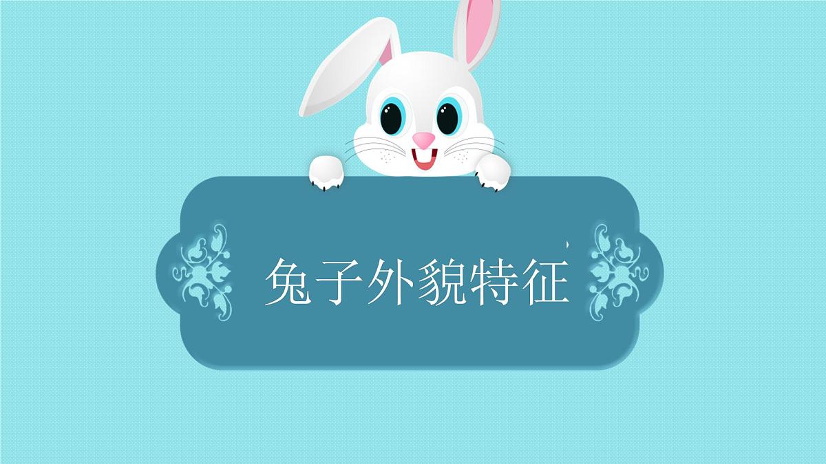 2025年秋大象版一年级科学上册 1 观察兔子（课件）第6页