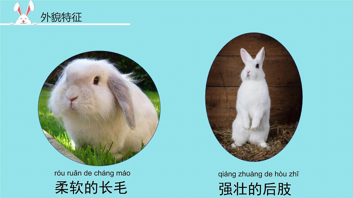 2025年秋大象版一年级科学上册 1 观察兔子（课件）第8页