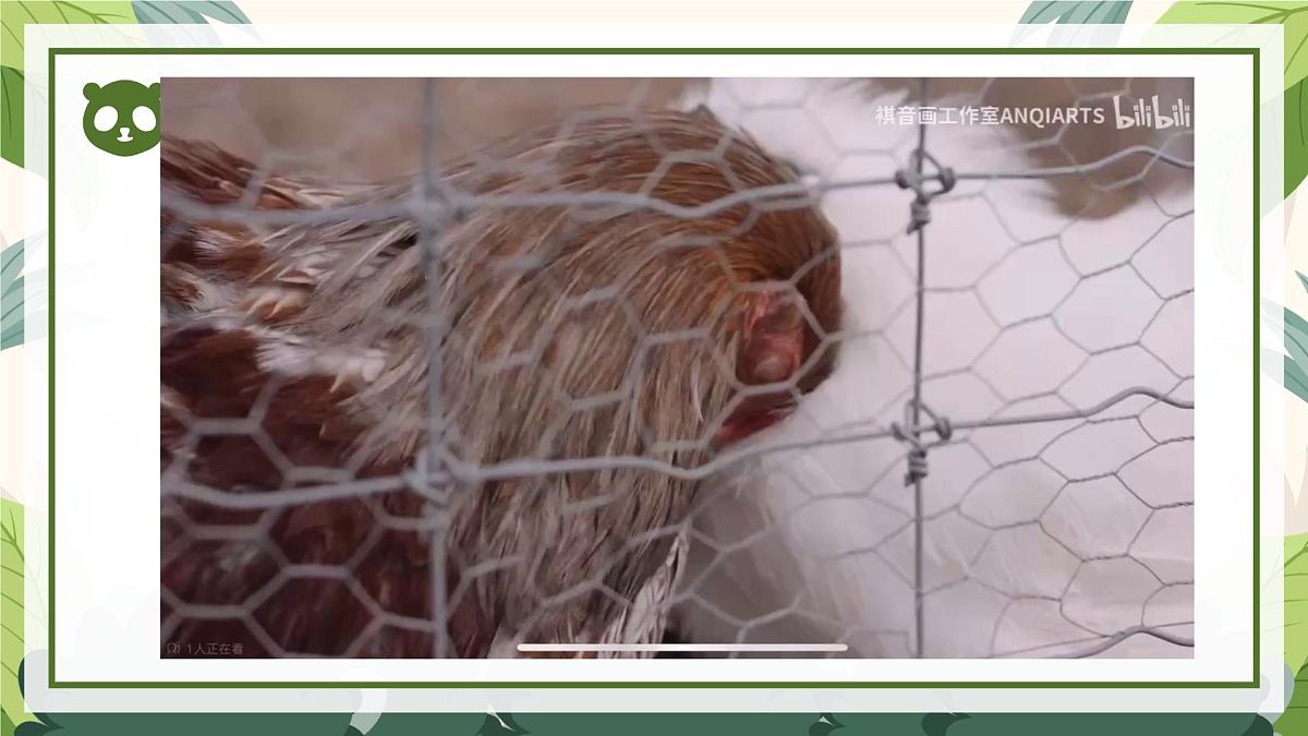 2025年秋大象版一年级科学上册 2 常见的动物（课件）第3页