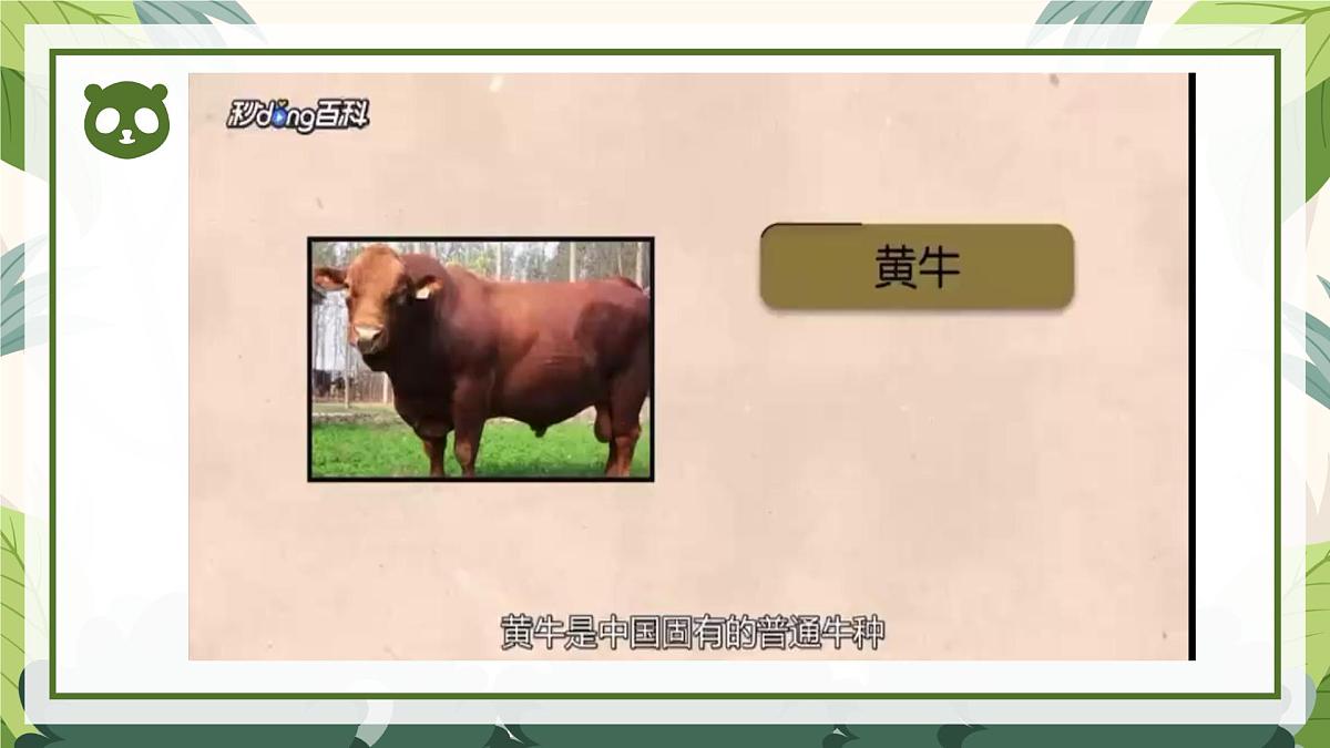 2025年秋大象版一年级科学上册 2 常见的动物（课件）第5页