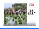 2025年秋人教鄂教版六年級(jí)科學(xué)上冊(cè) 16.走進(jìn)植物工廠（課件）