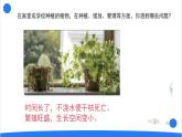 2025年秋人教鄂教版六年級(jí)科學(xué)上冊(cè) 17.設(shè)計(jì)與建造“植物工廠”（課件）
