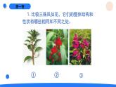 2025年秋人教鄂教版五年級科學(xué)上冊 6.植物的后代與親代（課件）