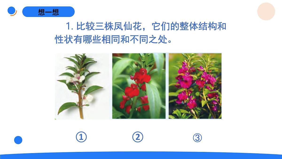 2025年秋人教鄂教版五年级科学上册 6.植物的后代与亲代（课件）第3页