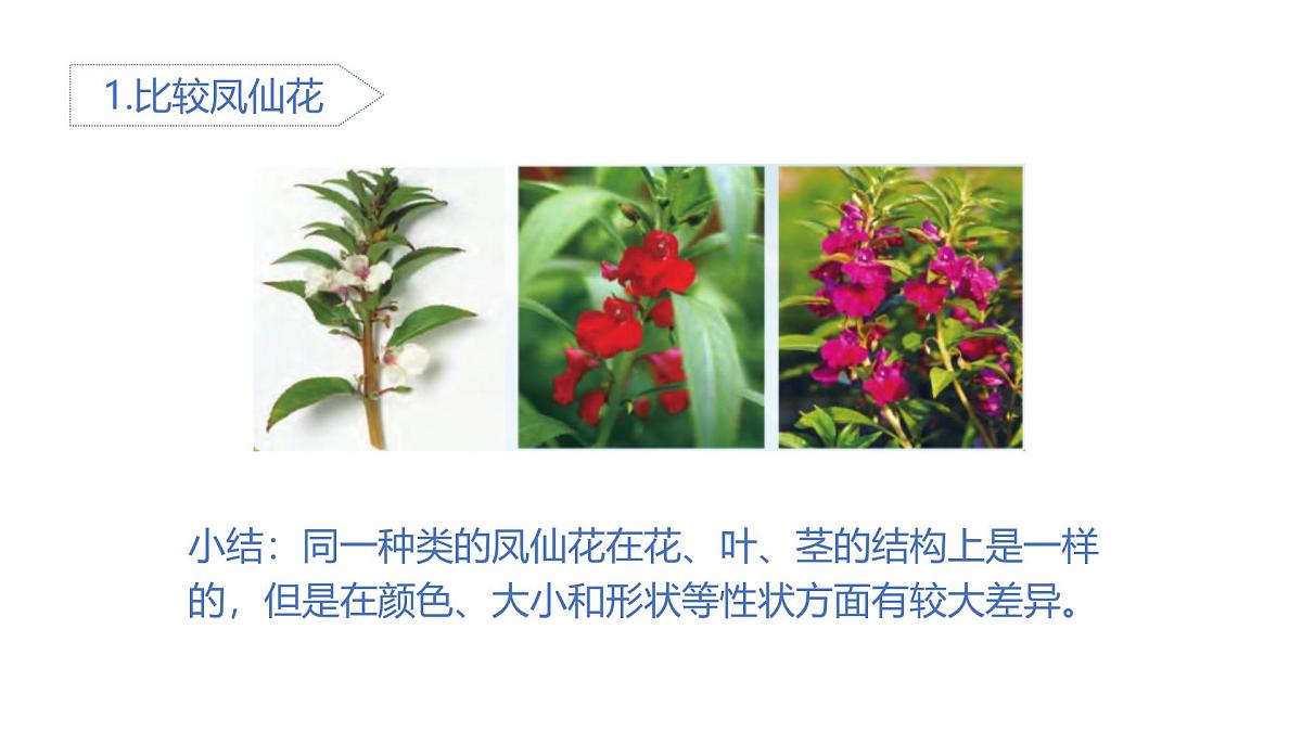 2025年秋人教鄂教版五年级科学上册 6.植物的后代与亲代（课件）第5页