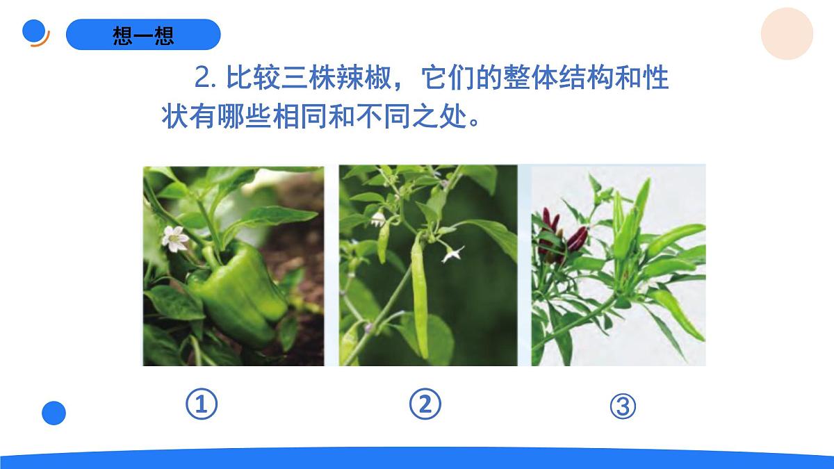 2025年秋人教鄂教版五年级科学上册 6.植物的后代与亲代（课件）第6页