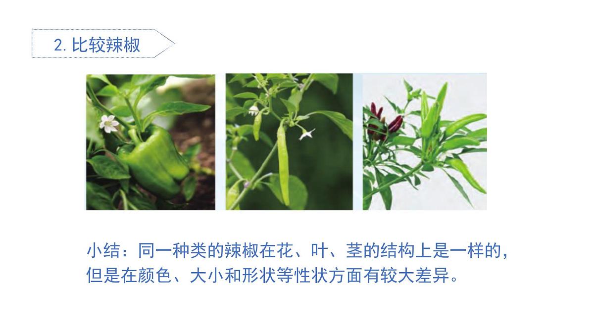 2025年秋人教鄂教版五年级科学上册 6.植物的后代与亲代（课件）第8页