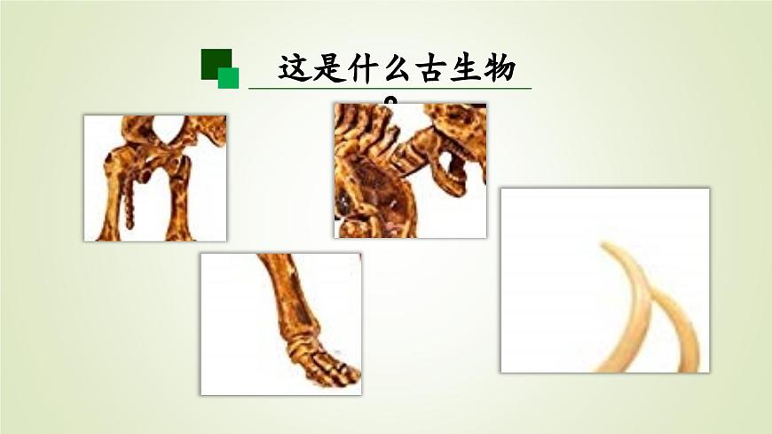 2025年秋人教鄂教版五年级科学上册 7.灭绝的远古动物（课件）第5页