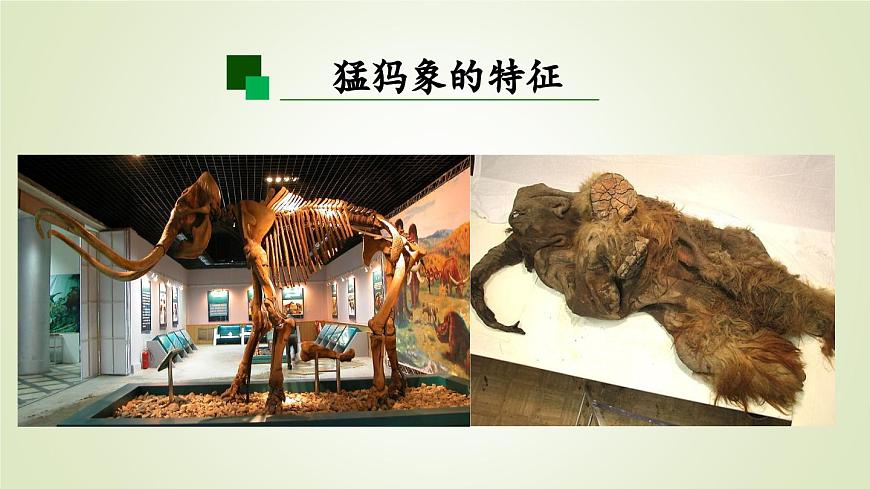 2025年秋人教鄂教版五年级科学上册 7.灭绝的远古动物（课件）第6页
