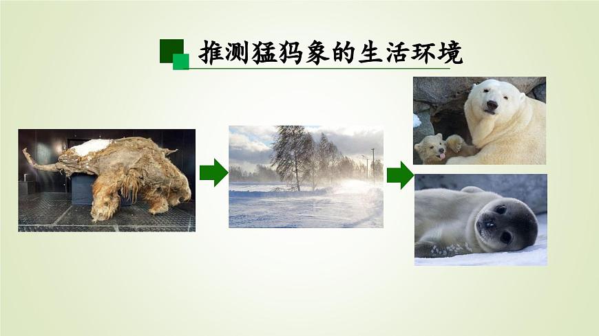 2025年秋人教鄂教版五年级科学上册 7.灭绝的远古动物（课件）第7页