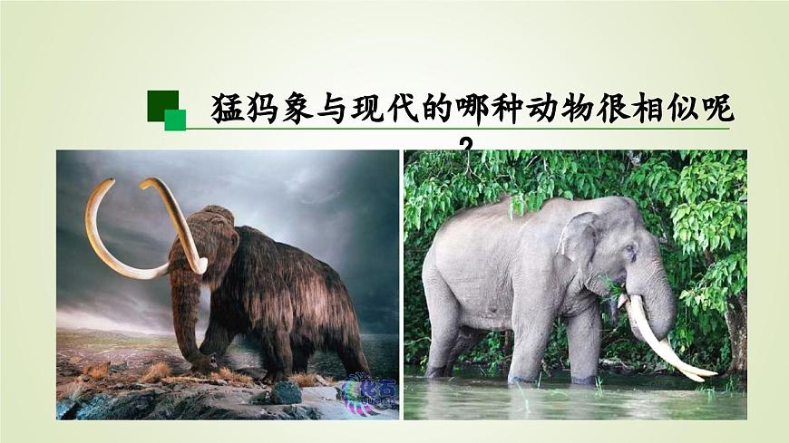 2025年秋人教鄂教版五年级科学上册 7.灭绝的远古动物（课件）第8页
