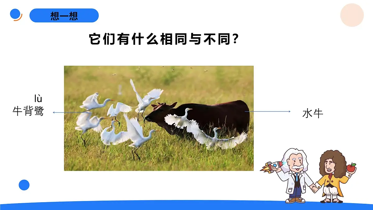 2025年秋人教鄂教版四年级科学上册 1.鸟和哺乳动物（课件）第2页