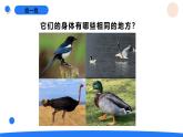 2025年秋人教鄂教版四年級科學上冊 1.鳥和哺乳動物（課件）