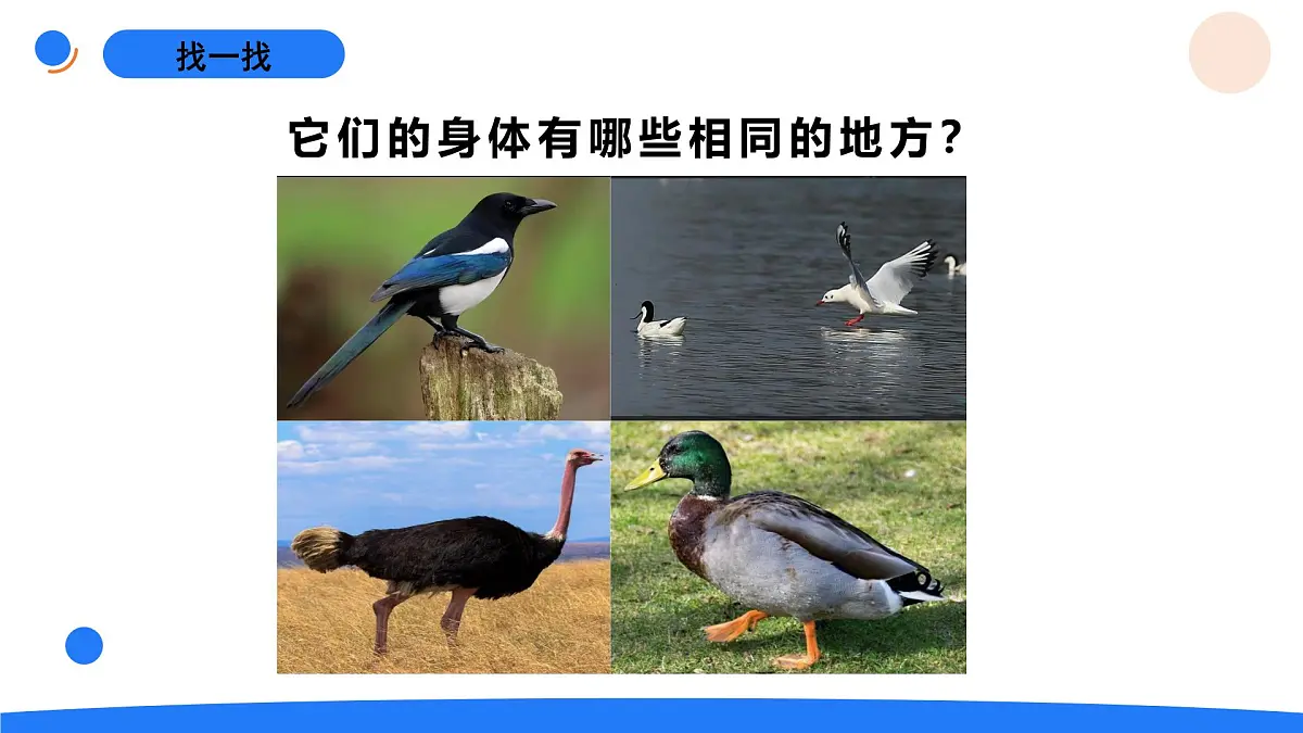 2025年秋人教鄂教版四年级科学上册 1.鸟和哺乳动物（课件）第3页