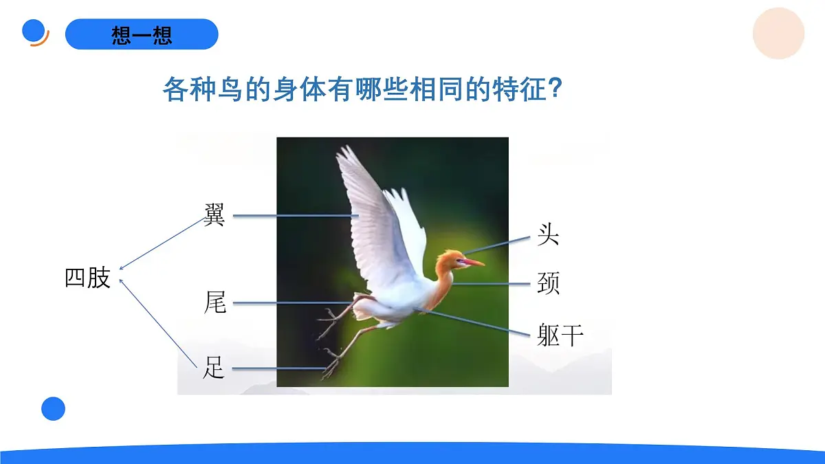 2025年秋人教鄂教版四年级科学上册 1.鸟和哺乳动物（课件）第7页