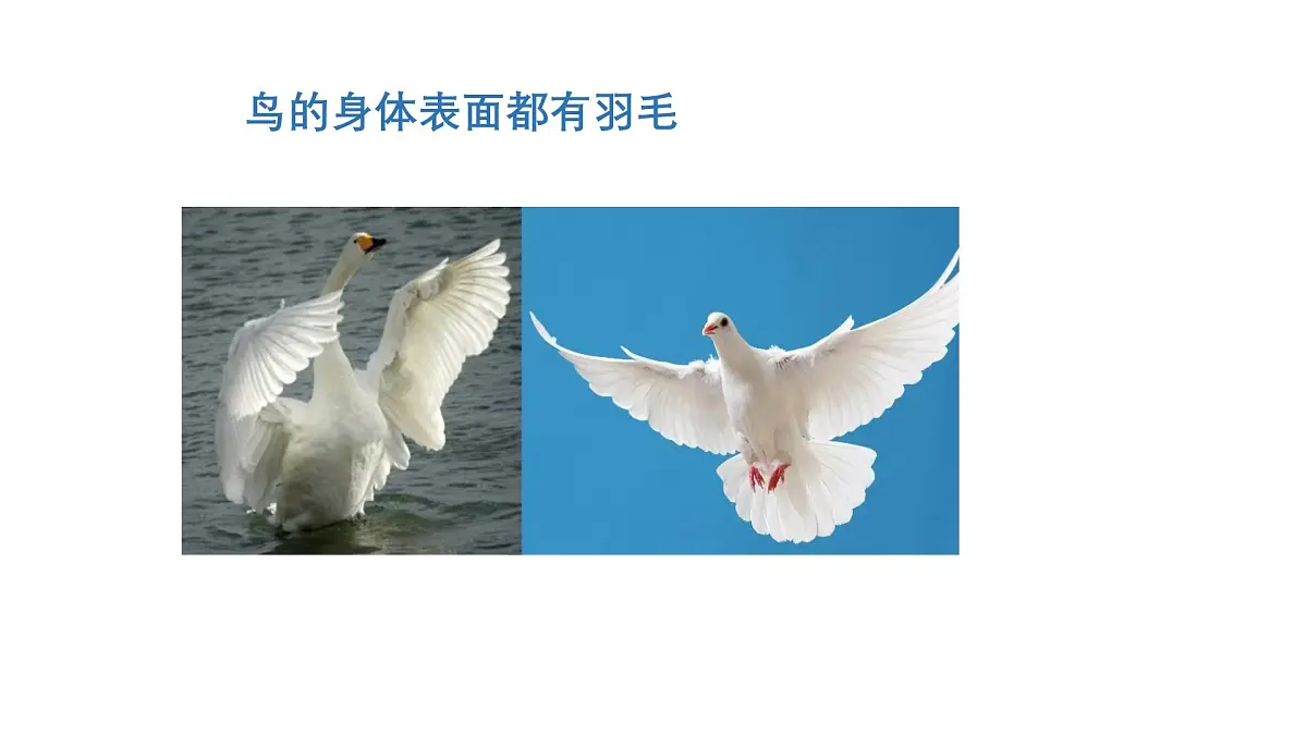 2025年秋人教鄂教版四年级科学上册 1.鸟和哺乳动物（课件）第8页