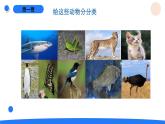 2025年秋人教鄂教版四年級科學(xué)上冊 2.動物的分類（課件）