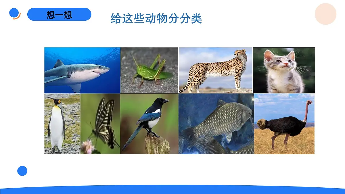 2025年秋人教鄂教版四年级科学上册 2.动物的分类（课件）第2页