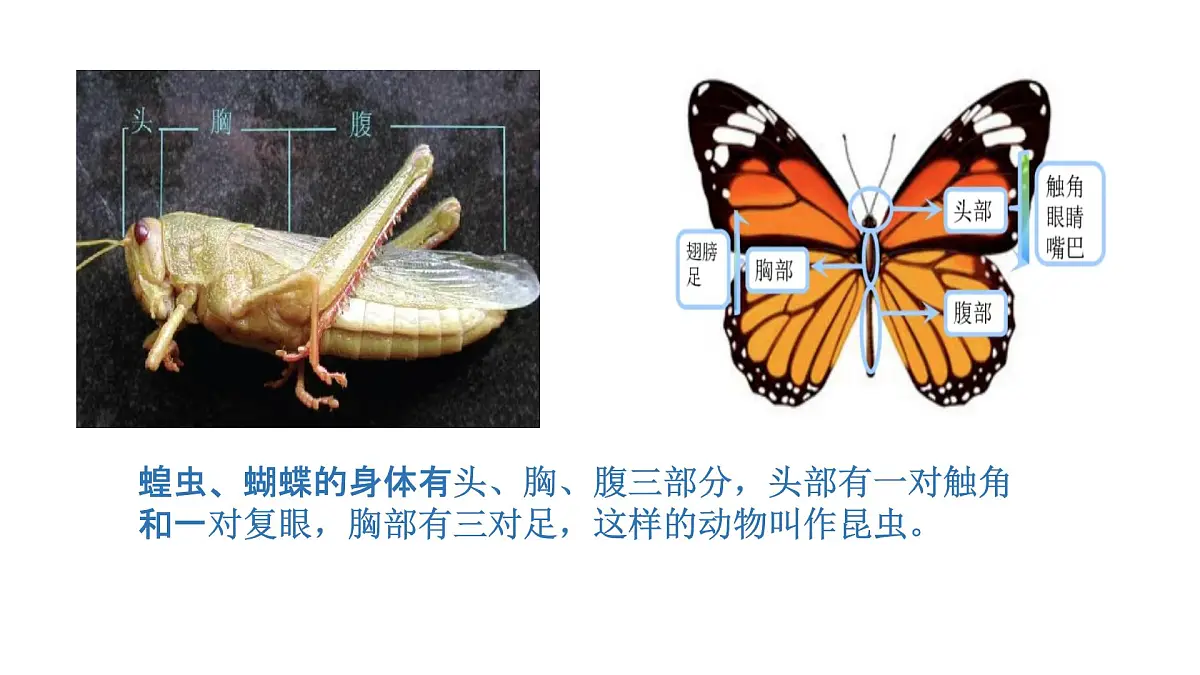 2025年秋人教鄂教版四年级科学上册 2.动物的分类（课件）第5页