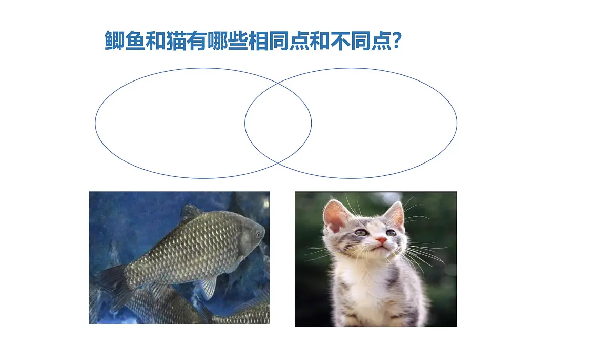 2025年秋人教鄂教版四年级科学上册 2.动物的分类（课件）第7页