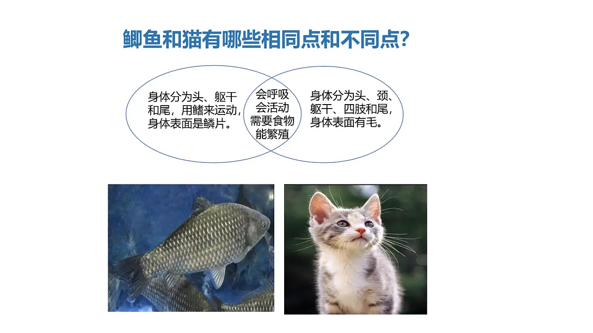 2025年秋人教鄂教版四年级科学上册 2.动物的分类（课件）第8页