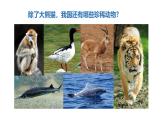 2025年秋人教鄂教版四年級科學(xué)上冊 3.我國的珍稀動物（課件）
