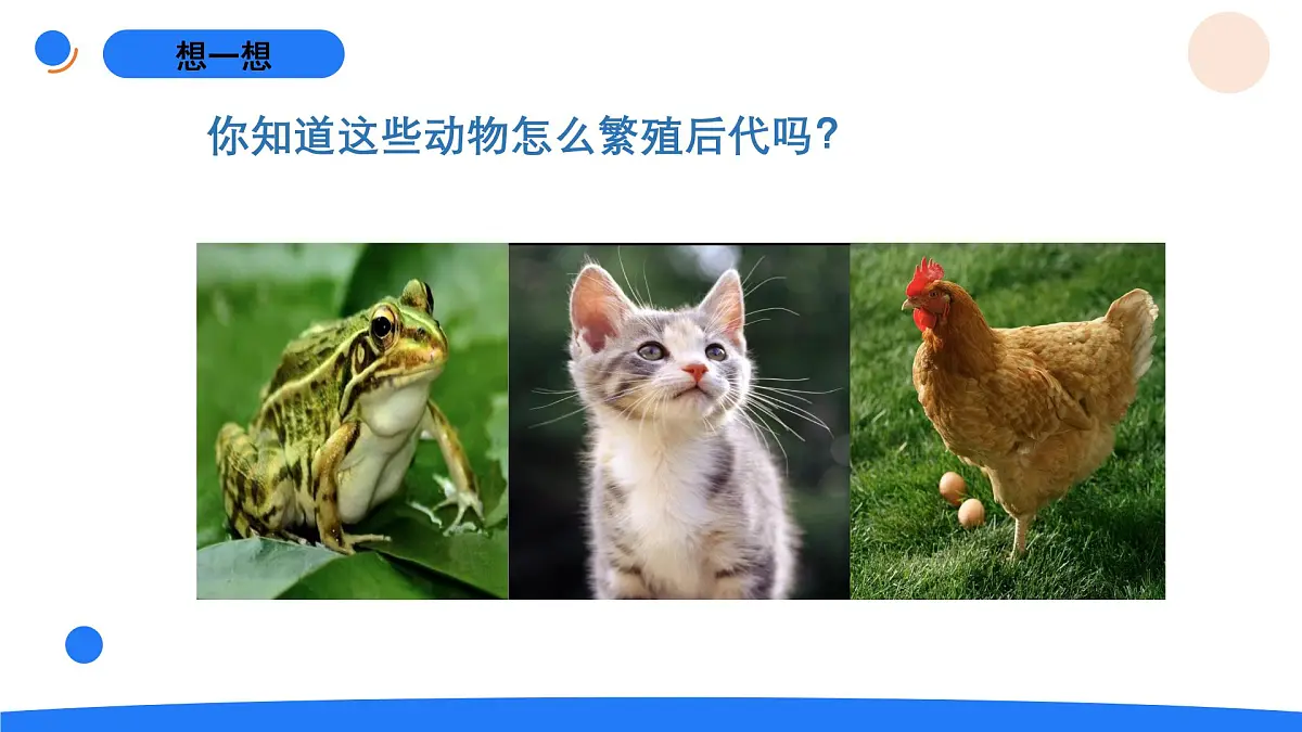 2025年秋人教鄂教版四年级科学上册 6.动物的繁殖（课件）第2页