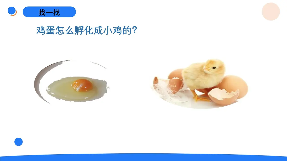 2025年秋人教鄂教版四年级科学上册 6.动物的繁殖（课件）第3页