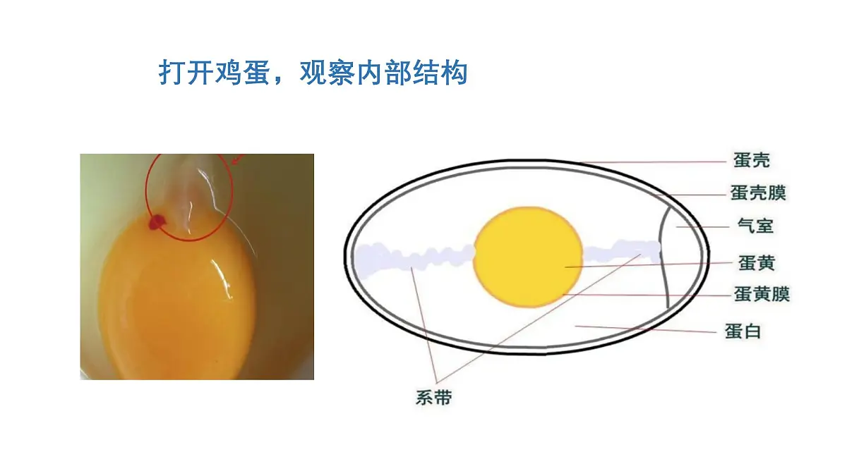 2025年秋人教鄂教版四年级科学上册 6.动物的繁殖（课件）第6页