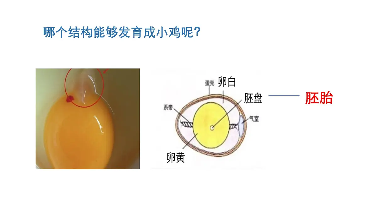 2025年秋人教鄂教版四年级科学上册 6.动物的繁殖（课件）第7页