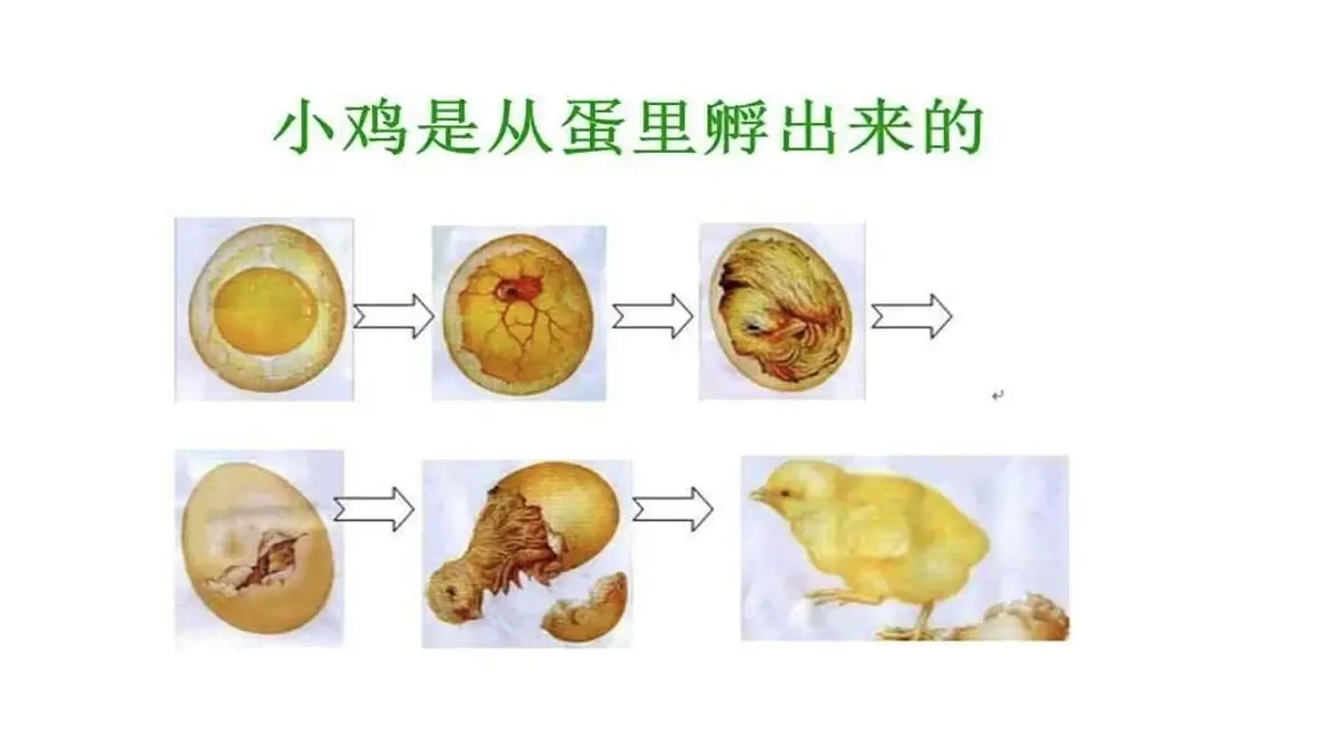 2025年秋人教鄂教版四年级科学上册 6.动物的繁殖（课件）第8页