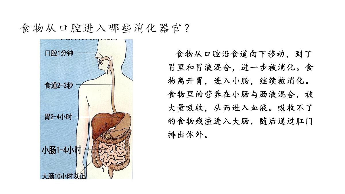 2025年秋人教鄂教版三年级科学上册 3.食物的消化（课件）第7页